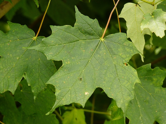 {Acer saccharum}